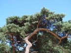 Jastarnia